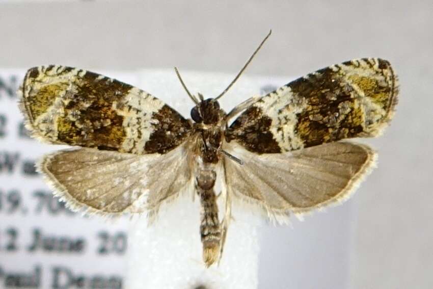 Olethreutes fasciatana Clemens 1860 resmi