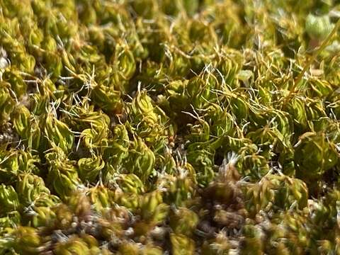 Image of Syntrichia antarctica Zander 1993