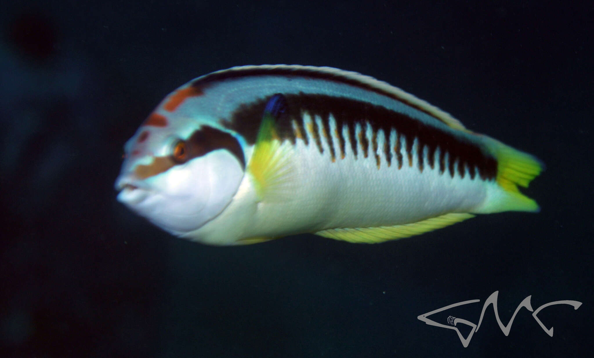 Image of Banana wrasse