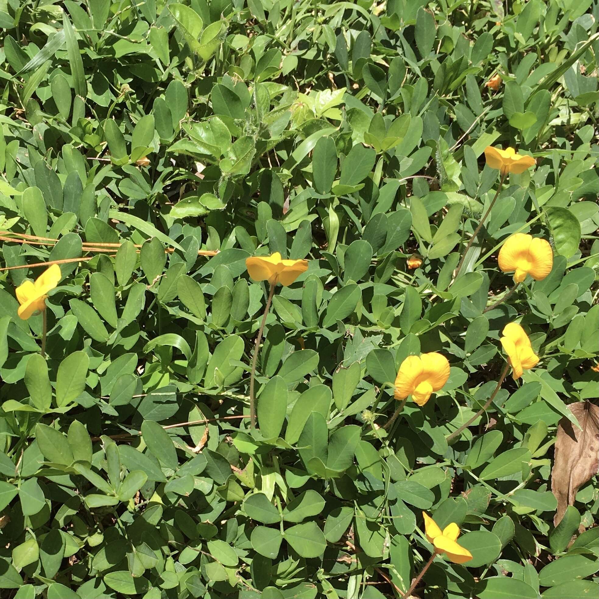 Слика од Arachis glabrata Benth.