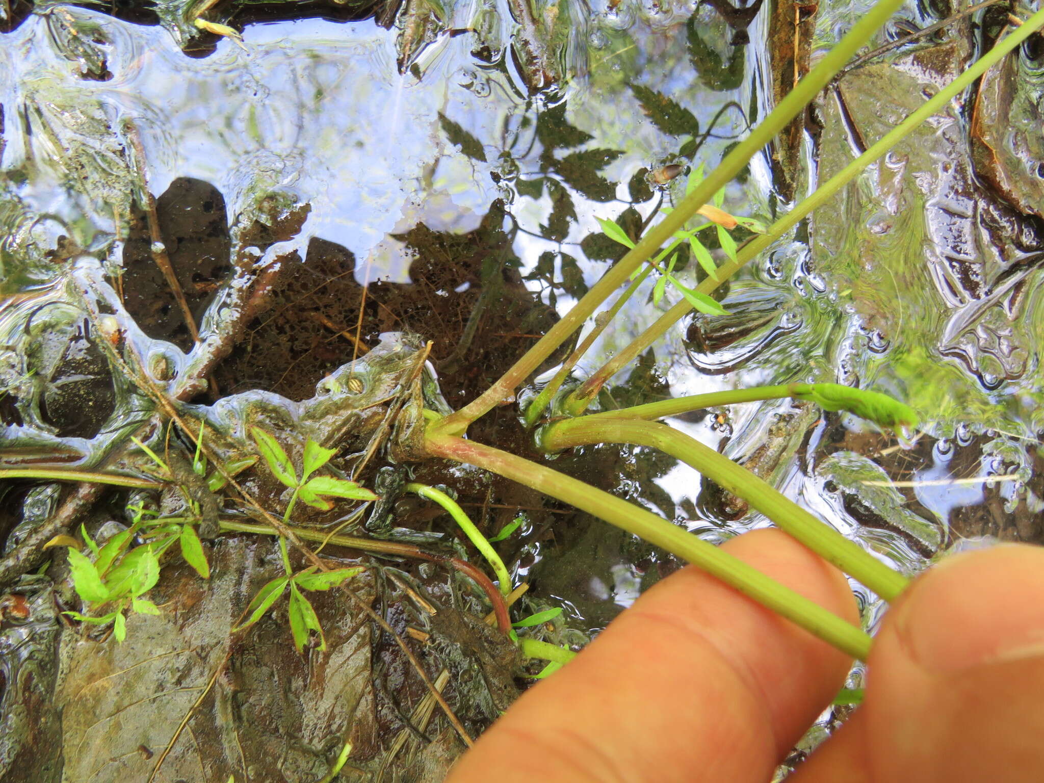 Image of Cicuta maculata var. maculata