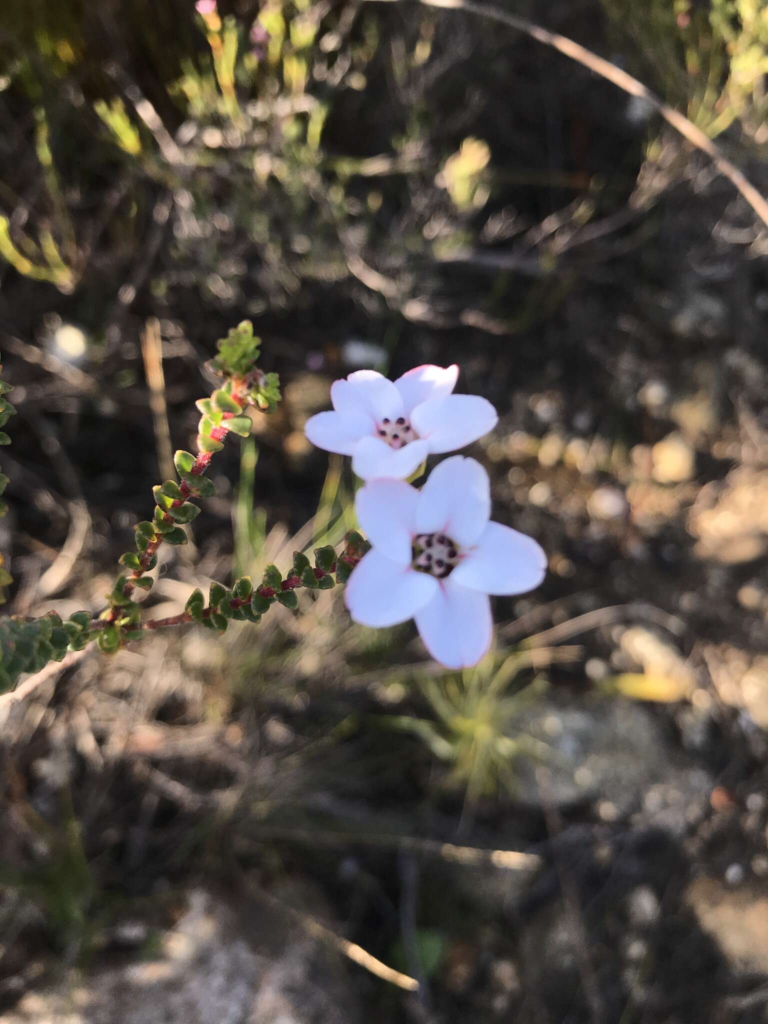 Image of Adenandra brachyphylla Schltdl.