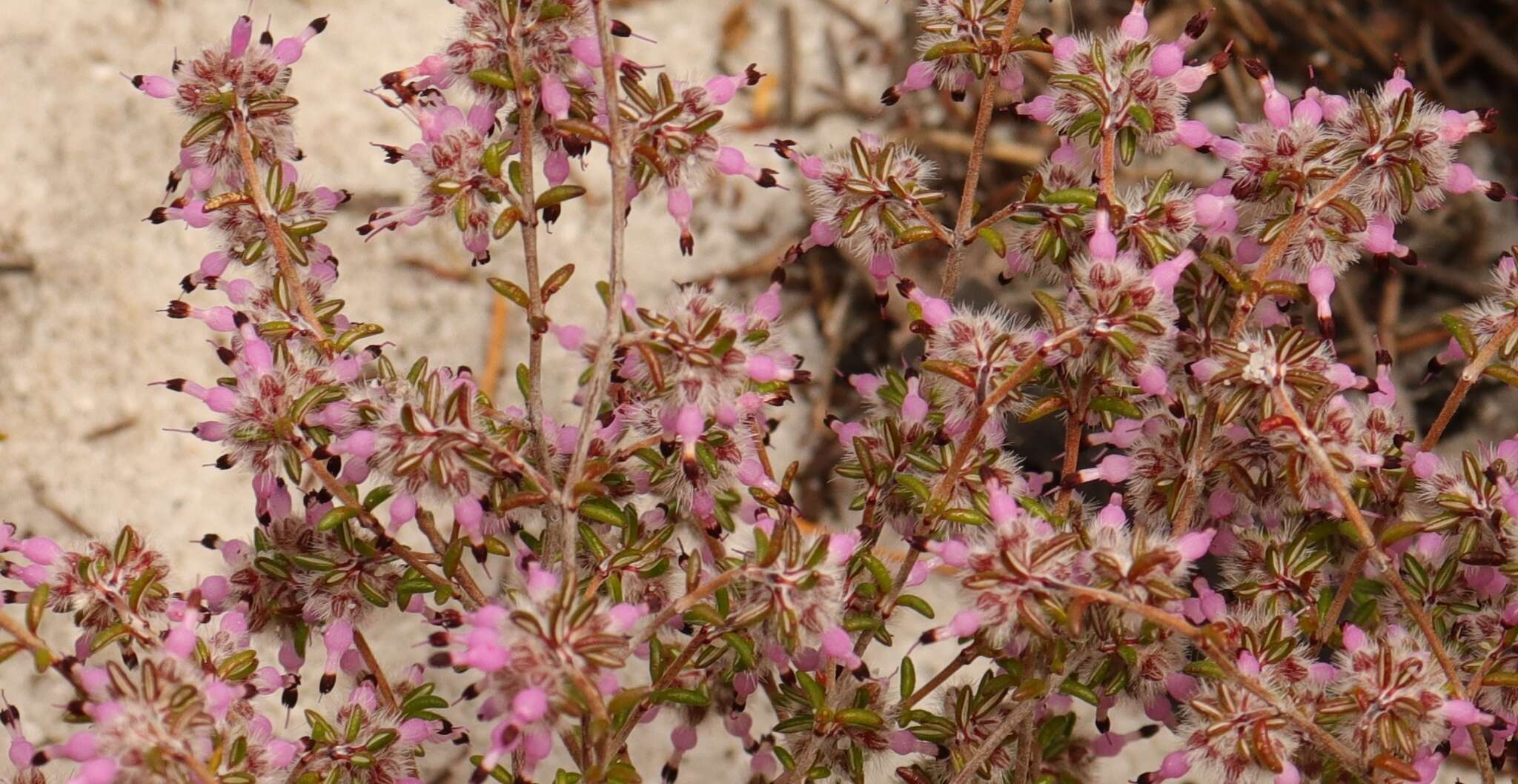 Image of Erica paucifolia subsp. paucifolia