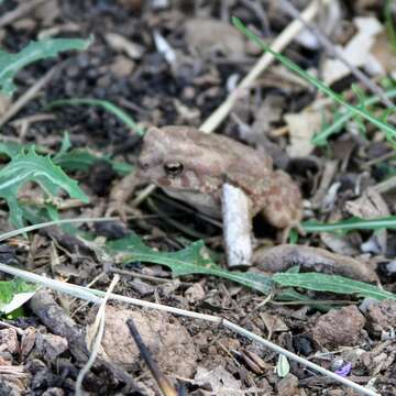 Image of Berber Toad