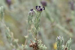 Image of French lavender