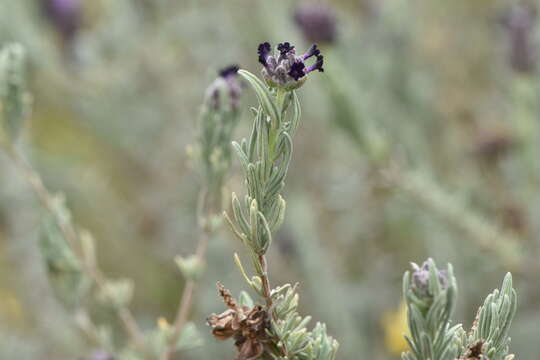 Imagem de Lavandula stoechas L.