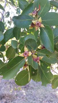 Image of Foetidia retusa Blume