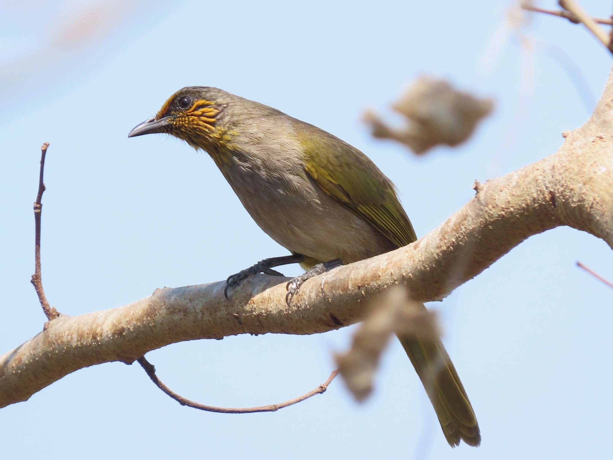 Image of Stripe-throated Bulbul