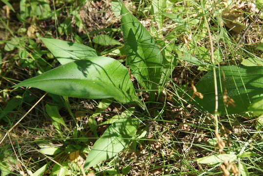 Plancia ëd Pulmonaria notha A. Kern.