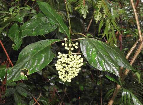 Image of Hydrangea febrifuga (Lour.) Y. De Smet & Granados