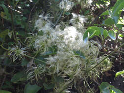 Image of Clematis foetida Raoul