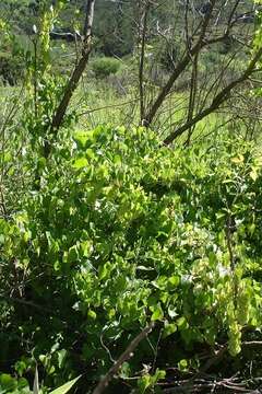 Image of <i>Dioscorea <i>sylvatica</i></i> f. sylvatica