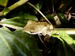 Image of Polypedates occidentalis Das & Dutta 2006