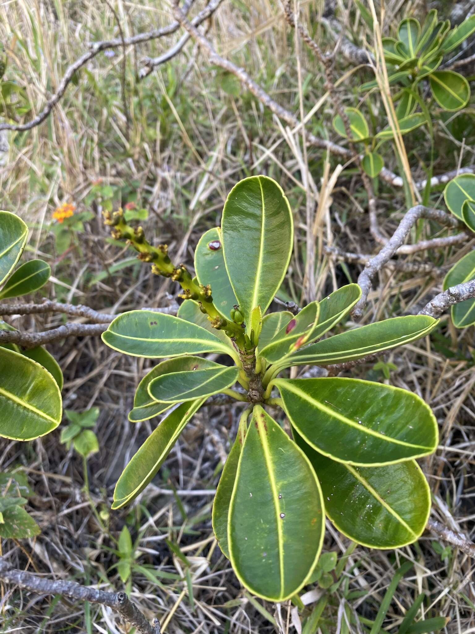 Image de Stillingia lineata (Lam.) Müll. Arg.