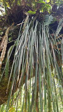 Image of grass fern