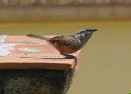 Image of Spotted Wren