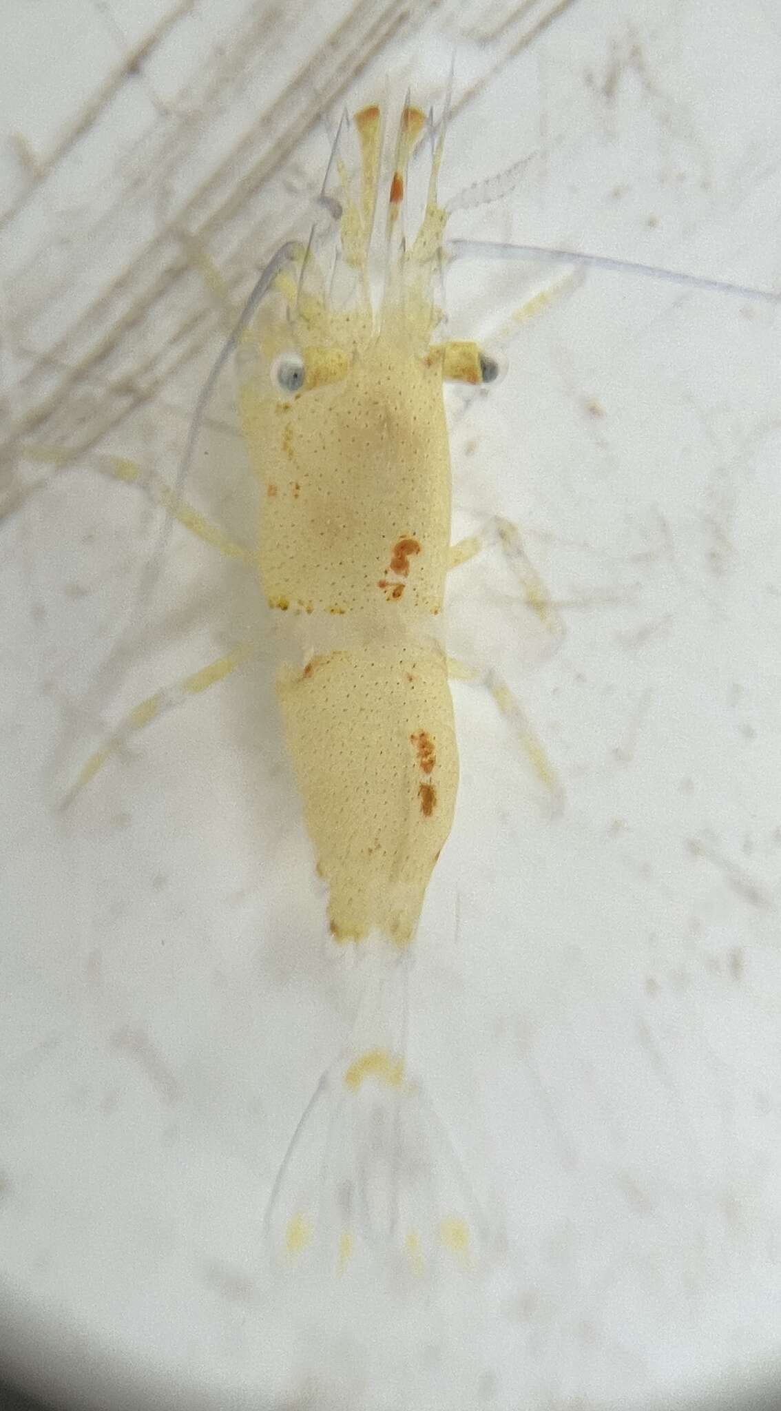 Image of cerulean sargassum shrimp