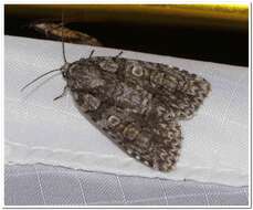 Image of Acronicta tristis Smith 1911