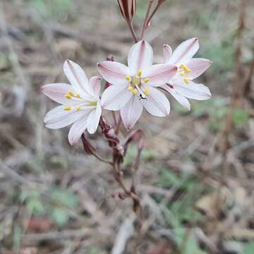 Image of Drimia fugax (Moris) Stearn