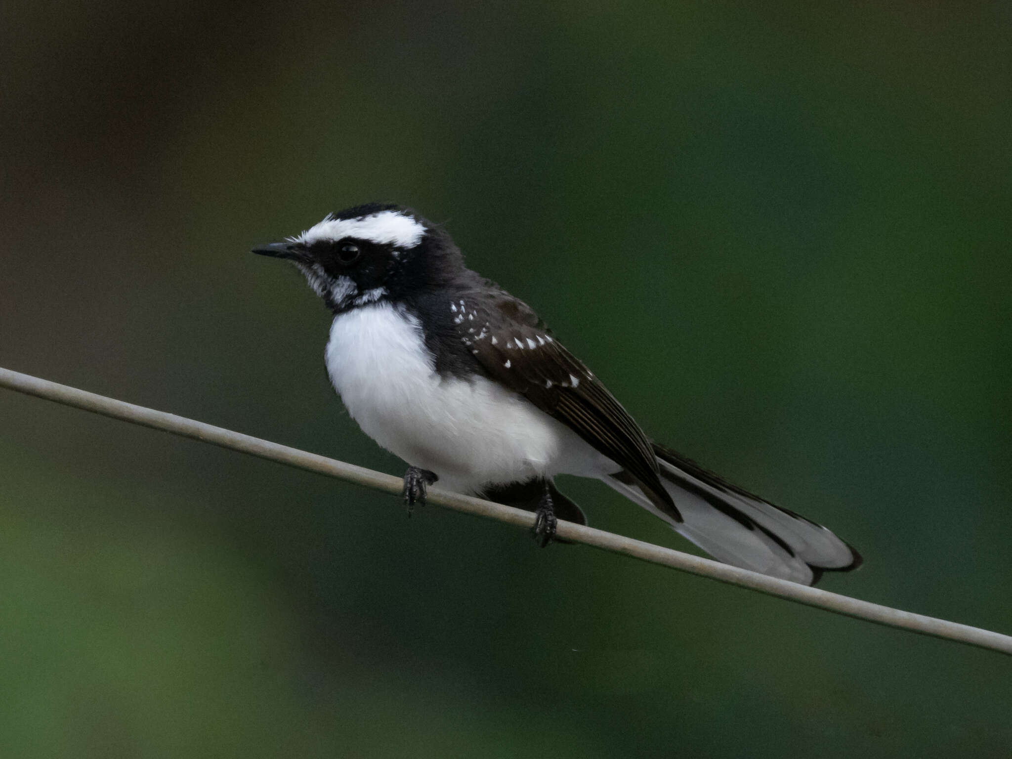 Image of White-browed Fantail