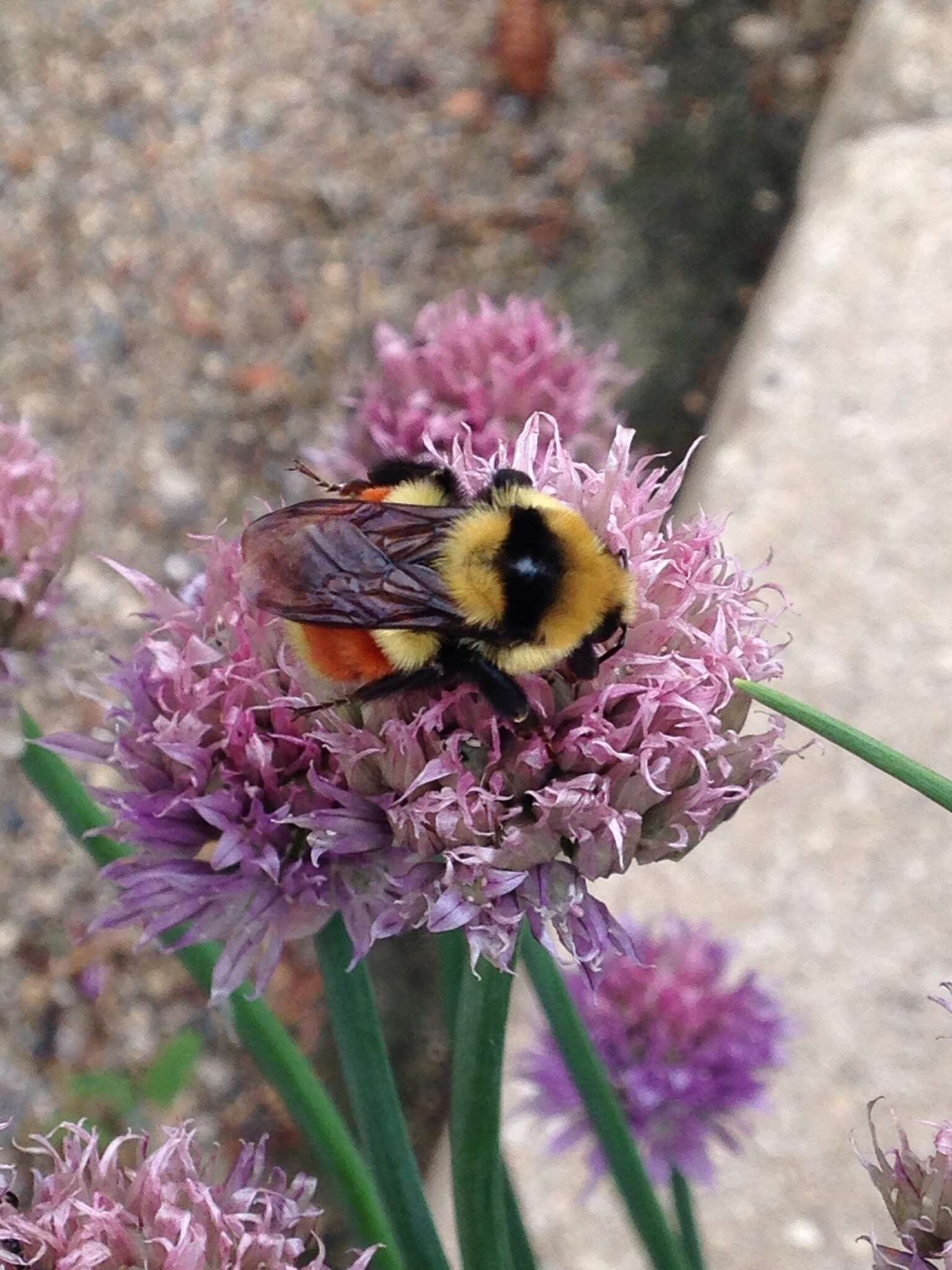 Слика од Bombus huntii Greene 1860