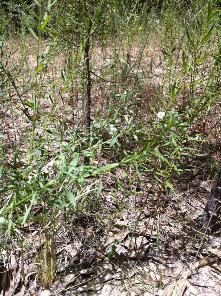 Mecardonia acuminata (Walt.) Small resmi