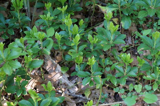 Image of Japanese pachysandra