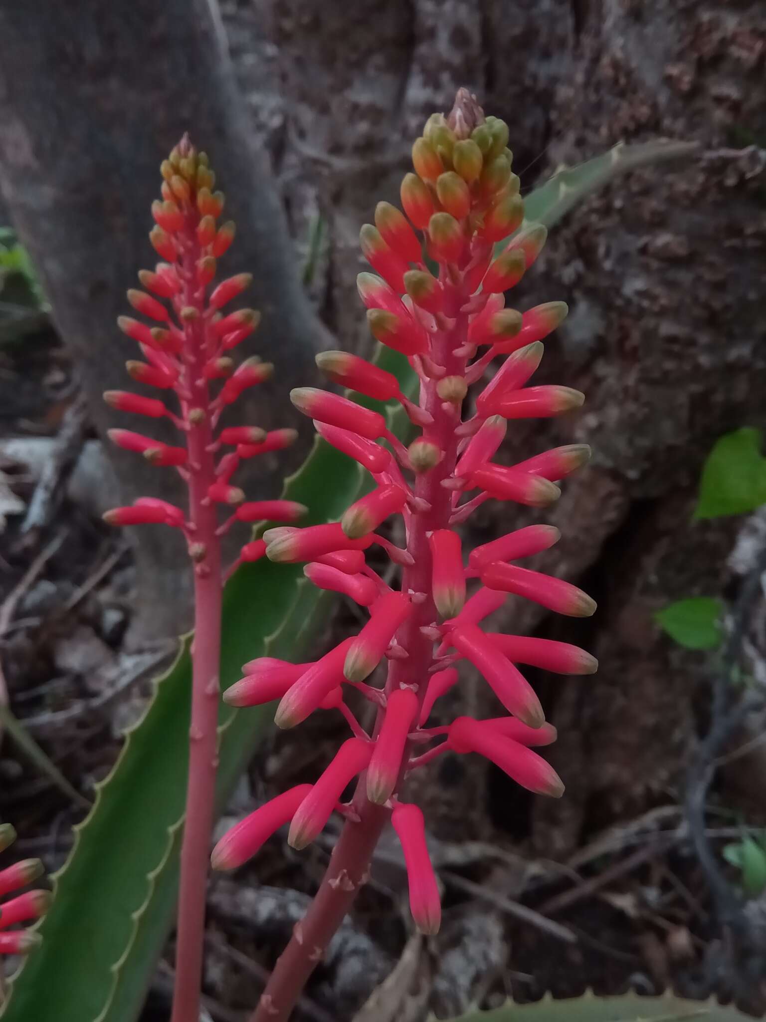 Aloe ambrensis J.-B. Castillon resmi