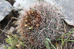 Image of Gymnocalycium reductum (Link) Pfeiff. ex Mittler