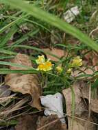 Plancia ëd Linaria biebersteinii Besser