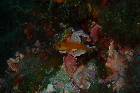 Image of Ringneck Blenny