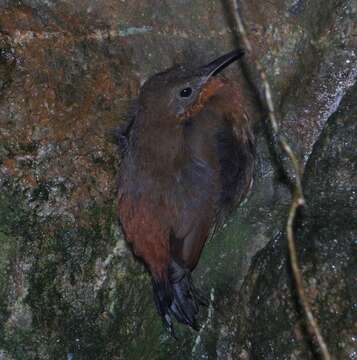 Image of Tawny-throated Leaftosser