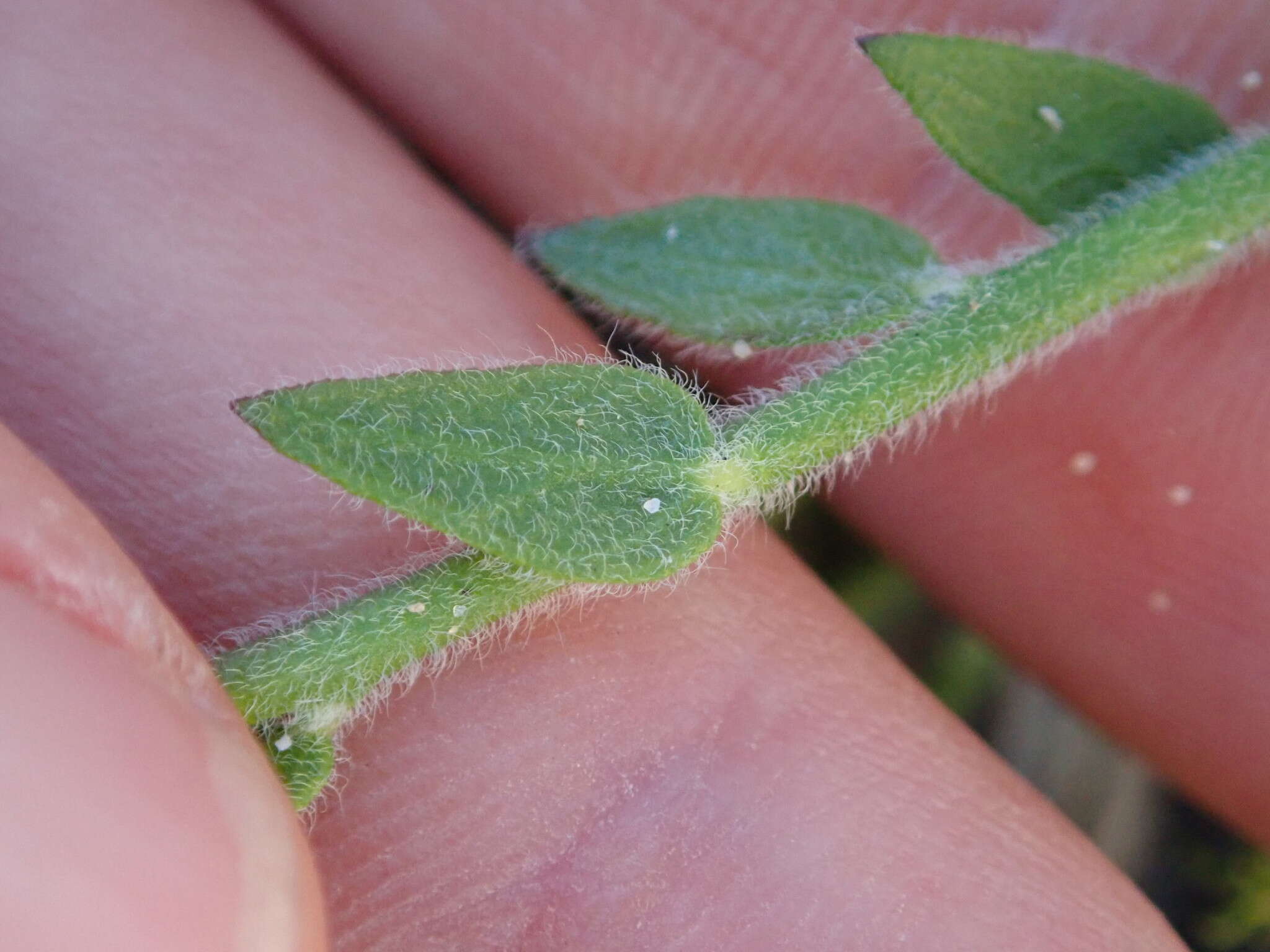 Polygala pubiflora Burch. ex DC.的圖片