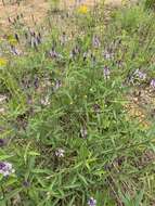 Image of Sampson's-Snakeroot