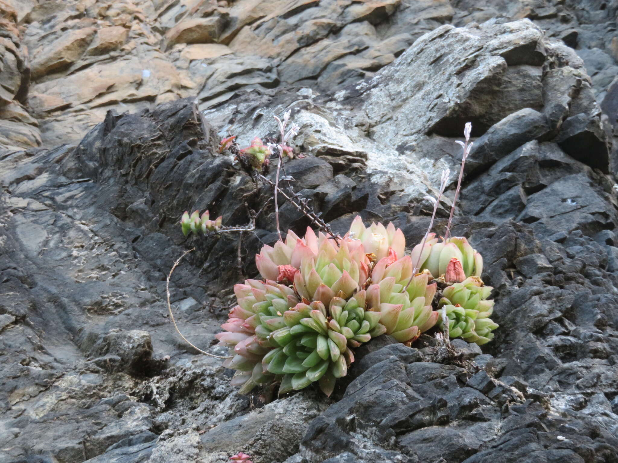 Image of Haworthia cymbiformis var. cymbiformis