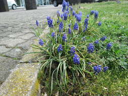 Image of Armenian grape hyacinth