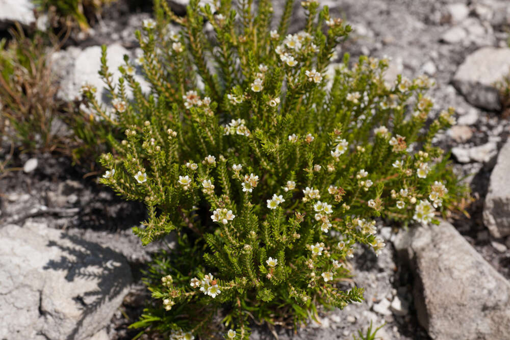 Image of Diosma oppositifolia L.