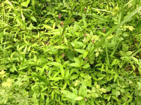 صورة Persicaria longiseta (De Bruyn) Kitagawa