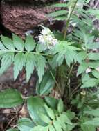 Image of Fendler's Waterleaf