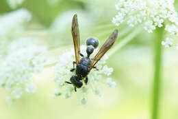 Image of Discoelius dufourii Lepeletier 1841