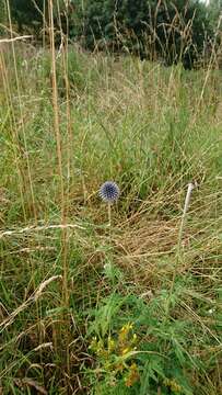 Image of Echinops bannaticus Rochel ex Schrad.