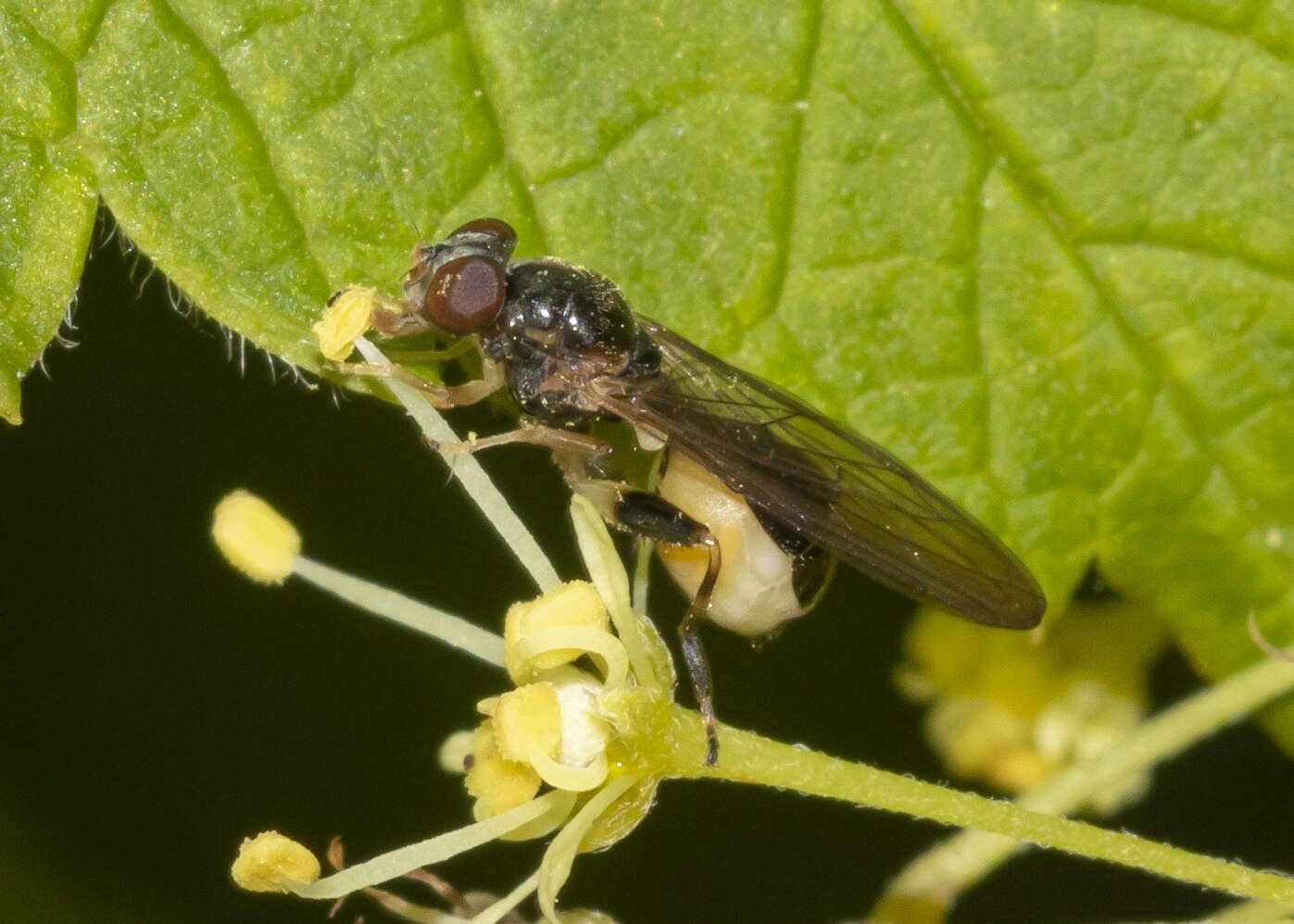 Image of Sphegina keeniana Williston 1887