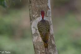 Image of Green-backed Woodpecker