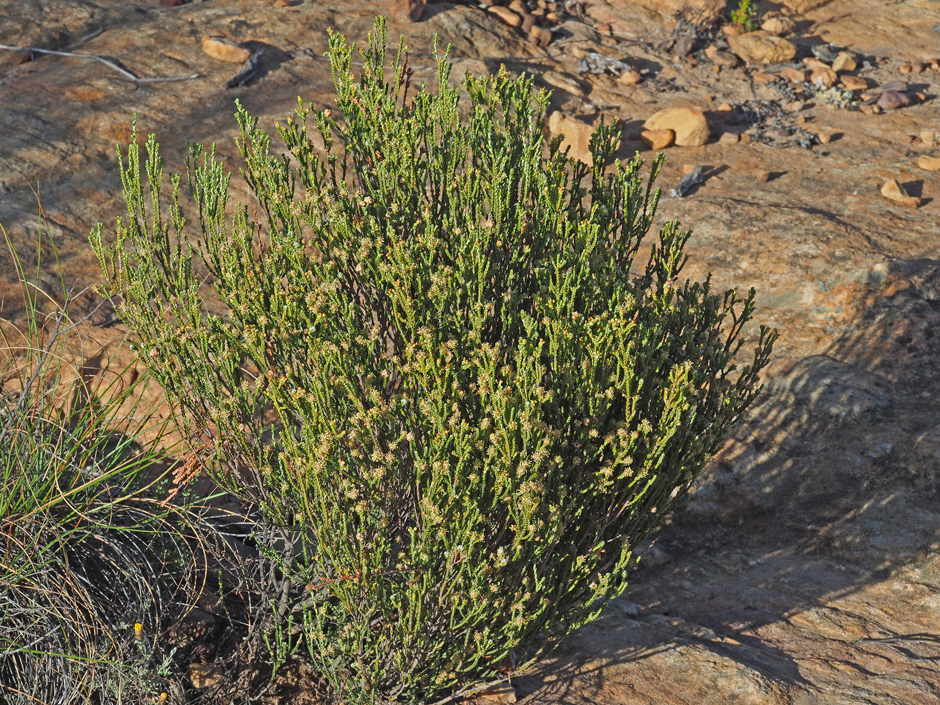 Image of Passerina truncata subsp. truncata