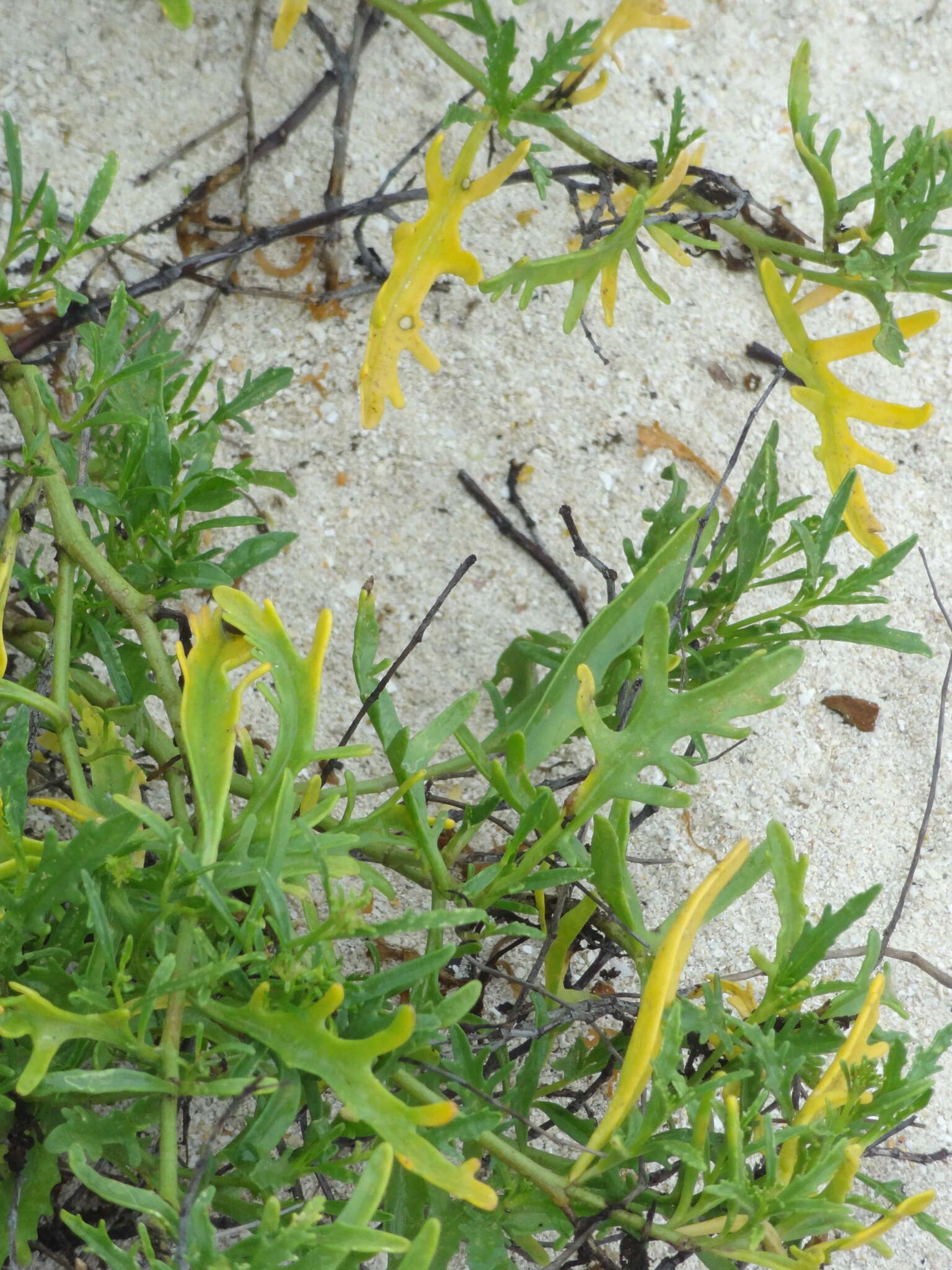 Image de Cakile lanceolata (Willd.) O. E. Schulz