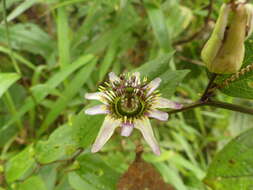 Image of Passiflora chelidonea Mast.