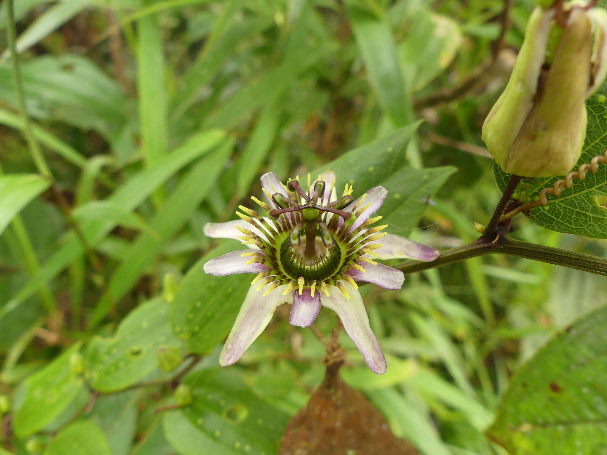 Passiflora chelidonea Mast. resmi