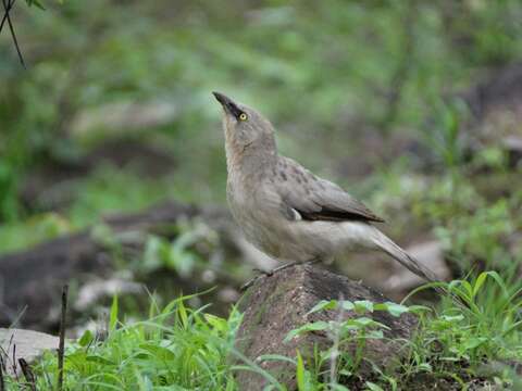 Image of Large Grey Babbler