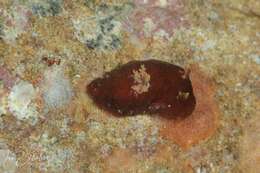 Imagem de Gymnodoris arnoldi (Burn 1957)