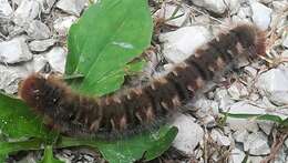 Image of oak eggar